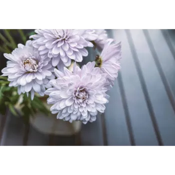 Natural Chrysanthemum Plant